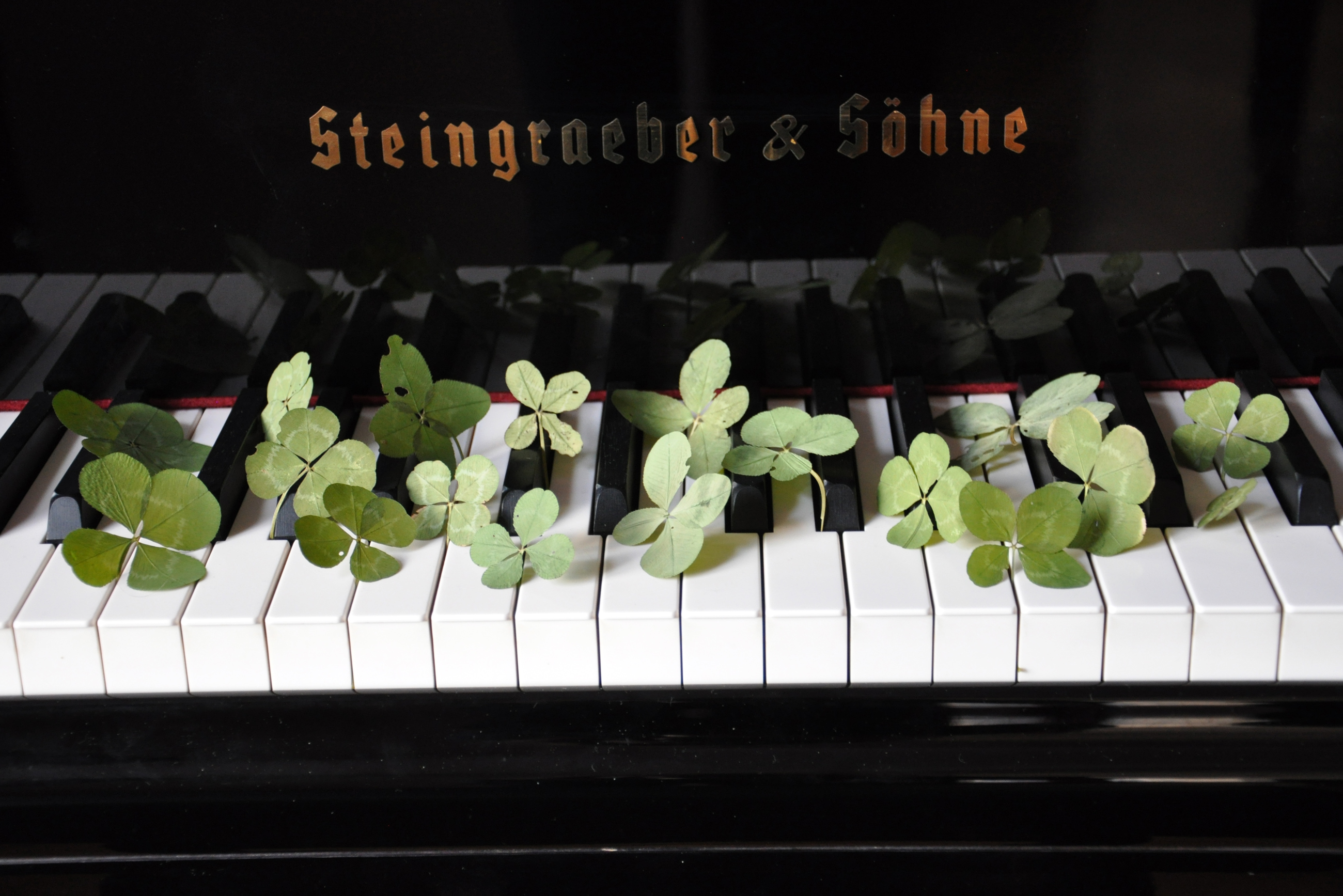 Glückskleeblätter auf den Tasten eines Pianos von Steingraeber & Söhne